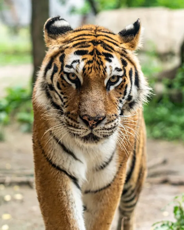 Pench Tiger